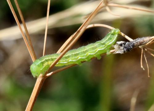 Heliothis sp.